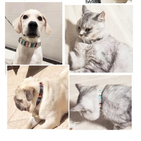 Cat Collar Adjustable